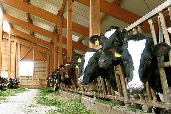 Kuehe auf dem Kieningerhof