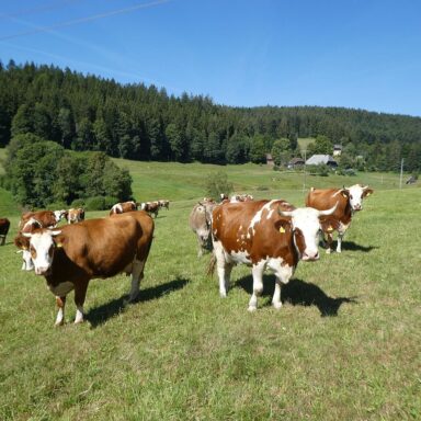 Natur Ferien Wandern 10