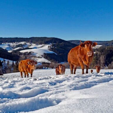 Natur Ferien Wintersport 10 1